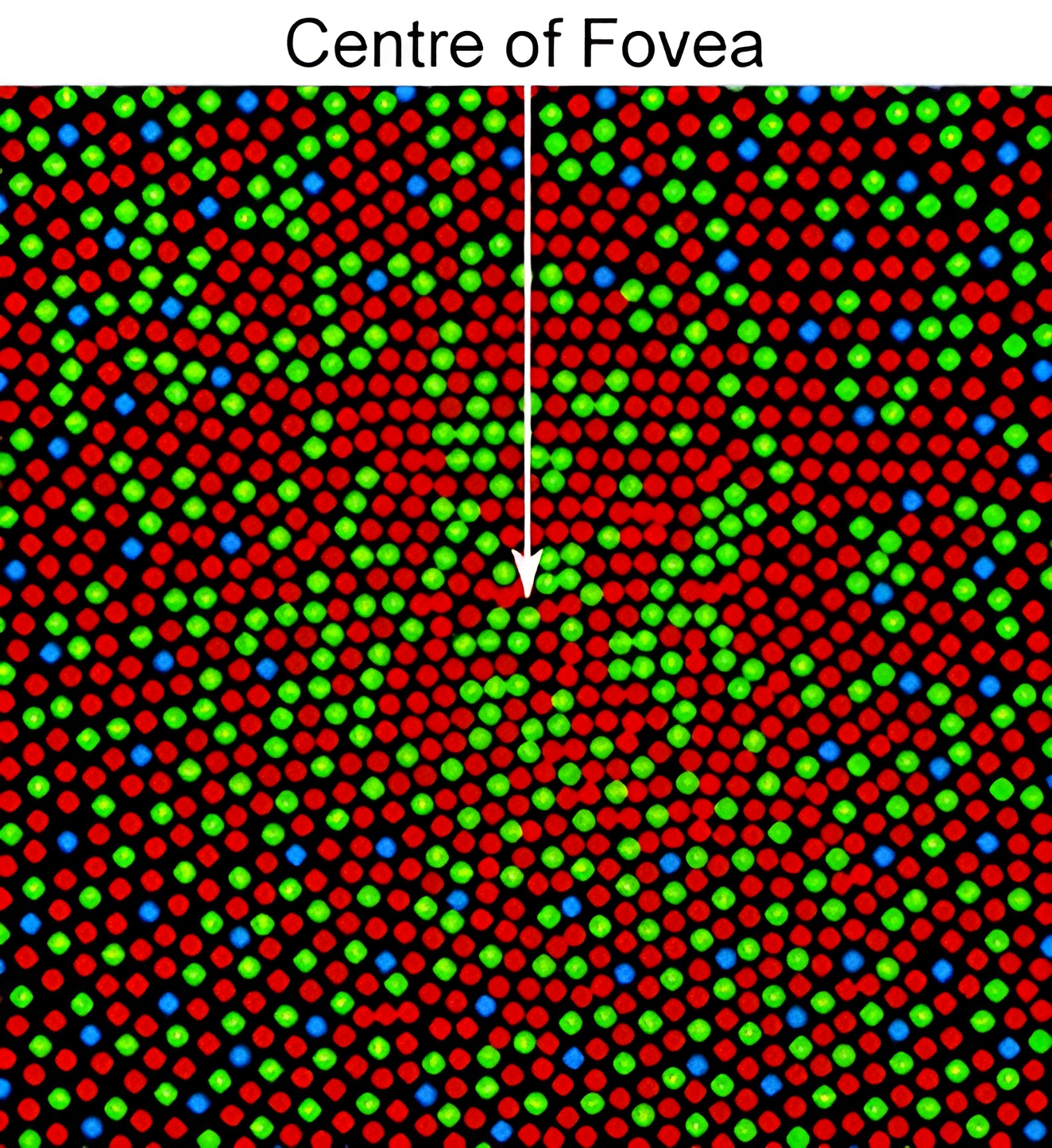 An adaptive-optics image of the living cone mosaic at the centre of the fovea, with each cone false-coloured by class: red for L, green for M, blue for S. The cones are packed in an irregular hexagonal array; L and M cones dominate while the blue S cones are sparse and scattered.